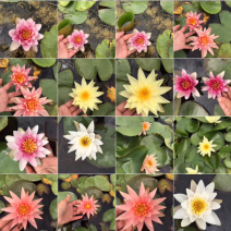 睡莲根块鱼缸池塘水池水培植物水生根块大睡莲花根茎当年开花