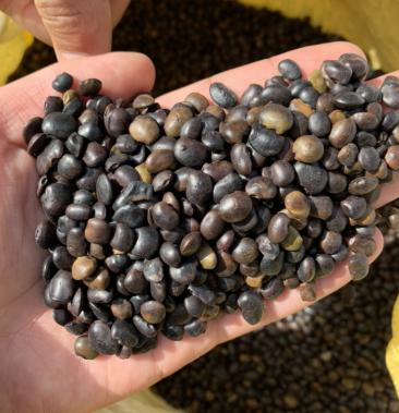 新采国槐种子一级速生国槐种子国槐树种籽国槐树苗