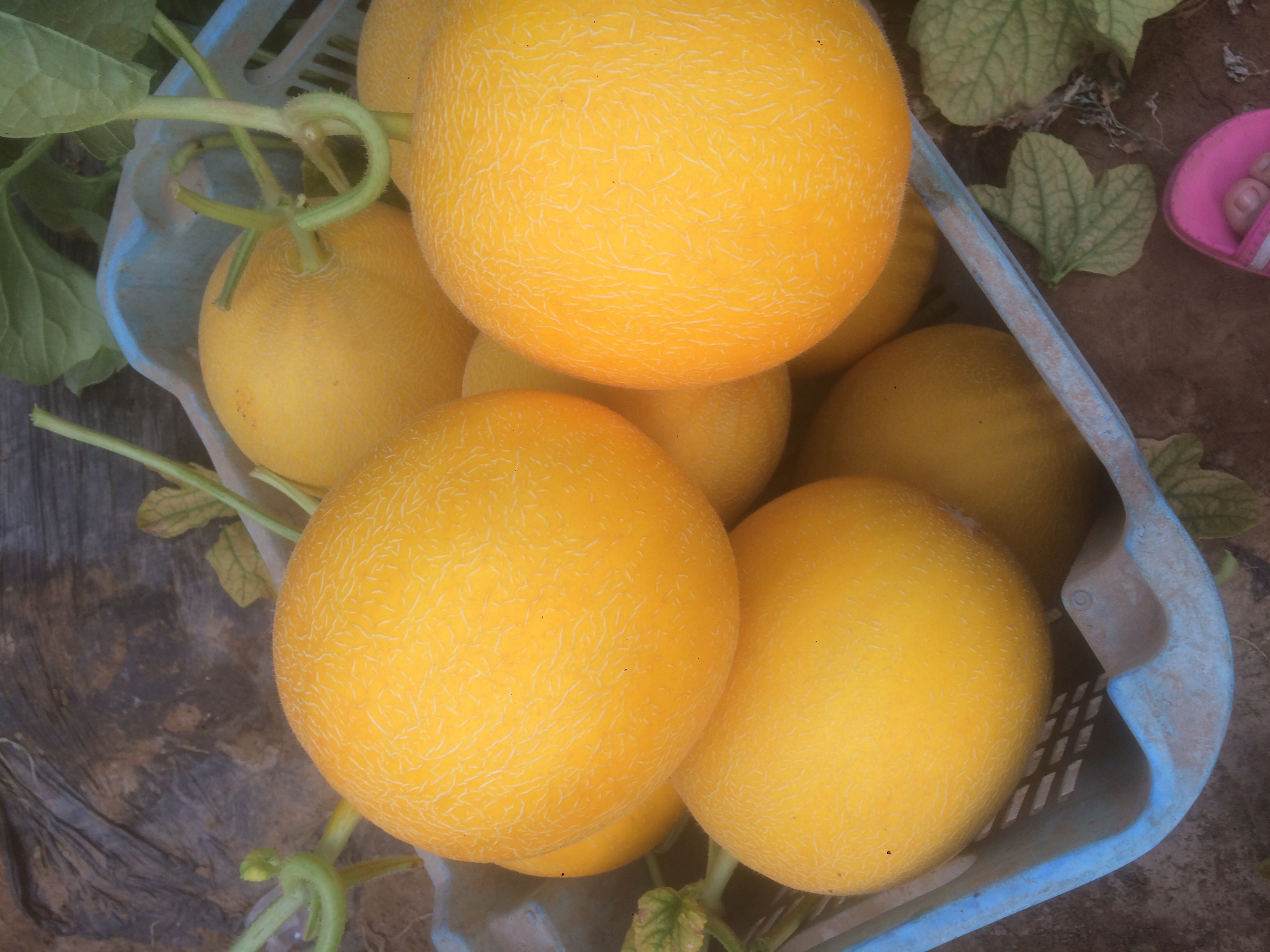 伊丽莎白甜瓜外观展示