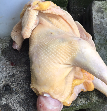 [批发]禽畜牧蛋肉农村散养土鸡一年半以上黄脚老母鸡价格35.00元/斤 -