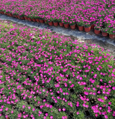 欧石竹,开花机器石竹