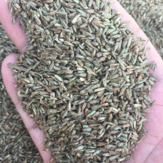牛膝种子,牛膝籽,保质保量保发芽率支持大货批发零售