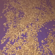 桂花种子
