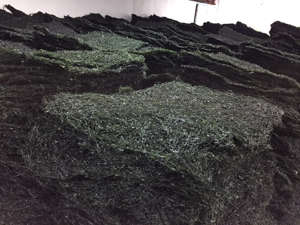 干海带储存环境示意图