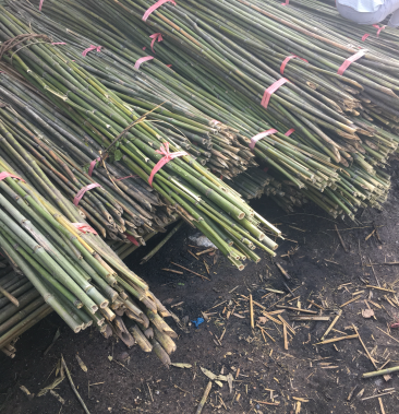 各种规格竹竿,竹尾.