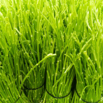 精品芦蒿