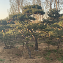 造型松