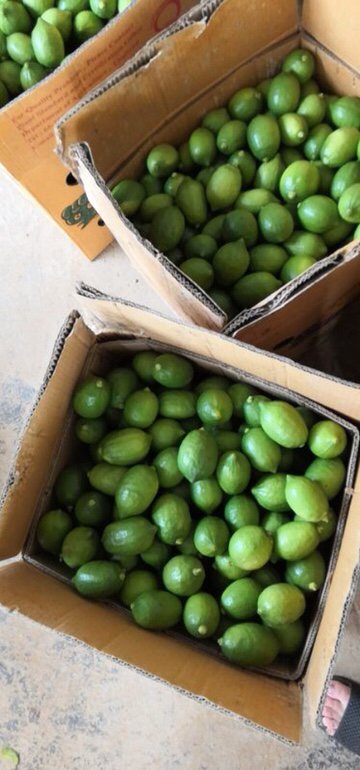 [香水柠檬批发]香水柠檬 2~2.6两价格18.00元/斤 - 一亩田