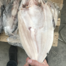 巴沙鱼