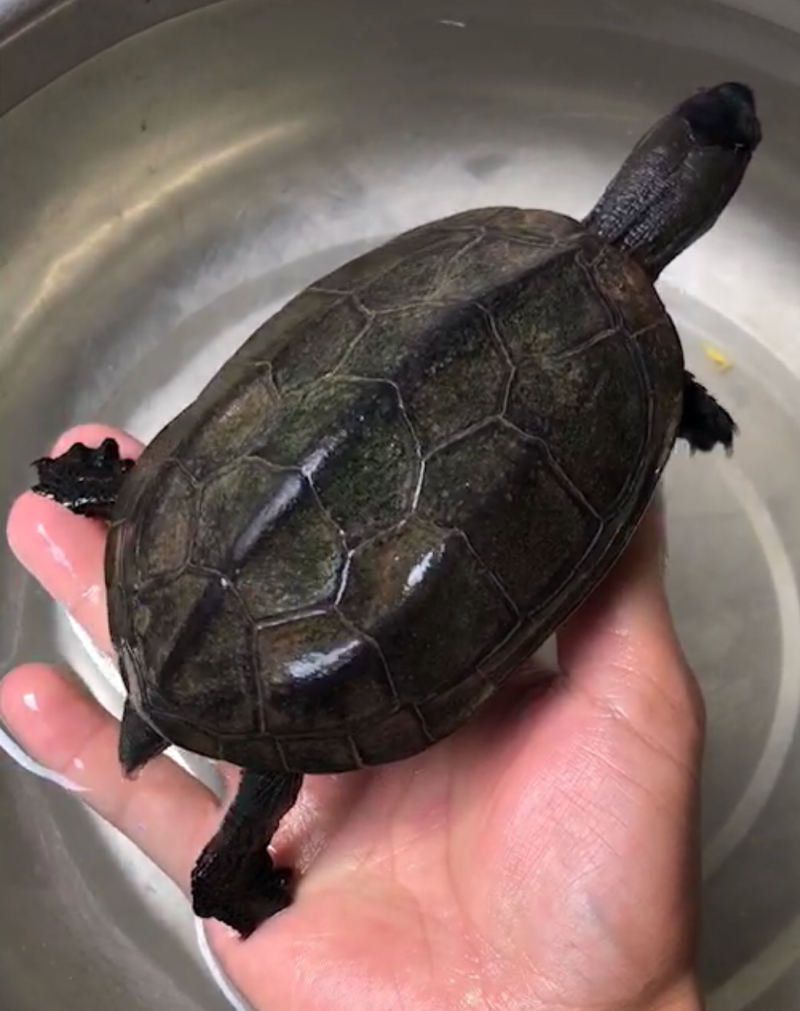 墨龟公龟精品乌龟