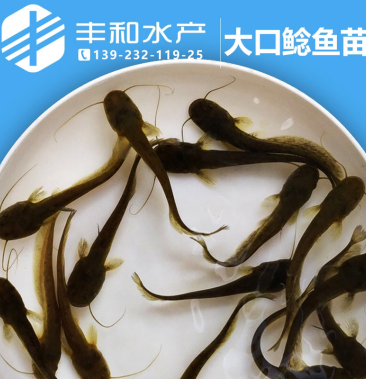 [大口鲶苗批发]大口鲶鱼苗 鱼苗供应价格0.40元/个 - 一亩田