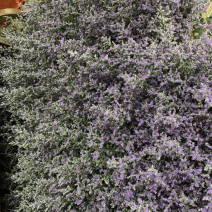 干花永生花情人草批发