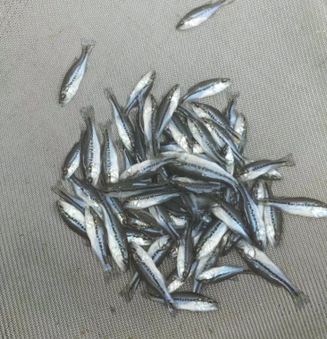 花鲈加州鲈鱼苗优鲈一号快大好养抗病能力强