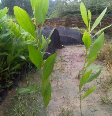 [相思树批发]马占相思价格5.00元/袋 - 一亩田