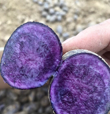 丘北紫洋芋图片