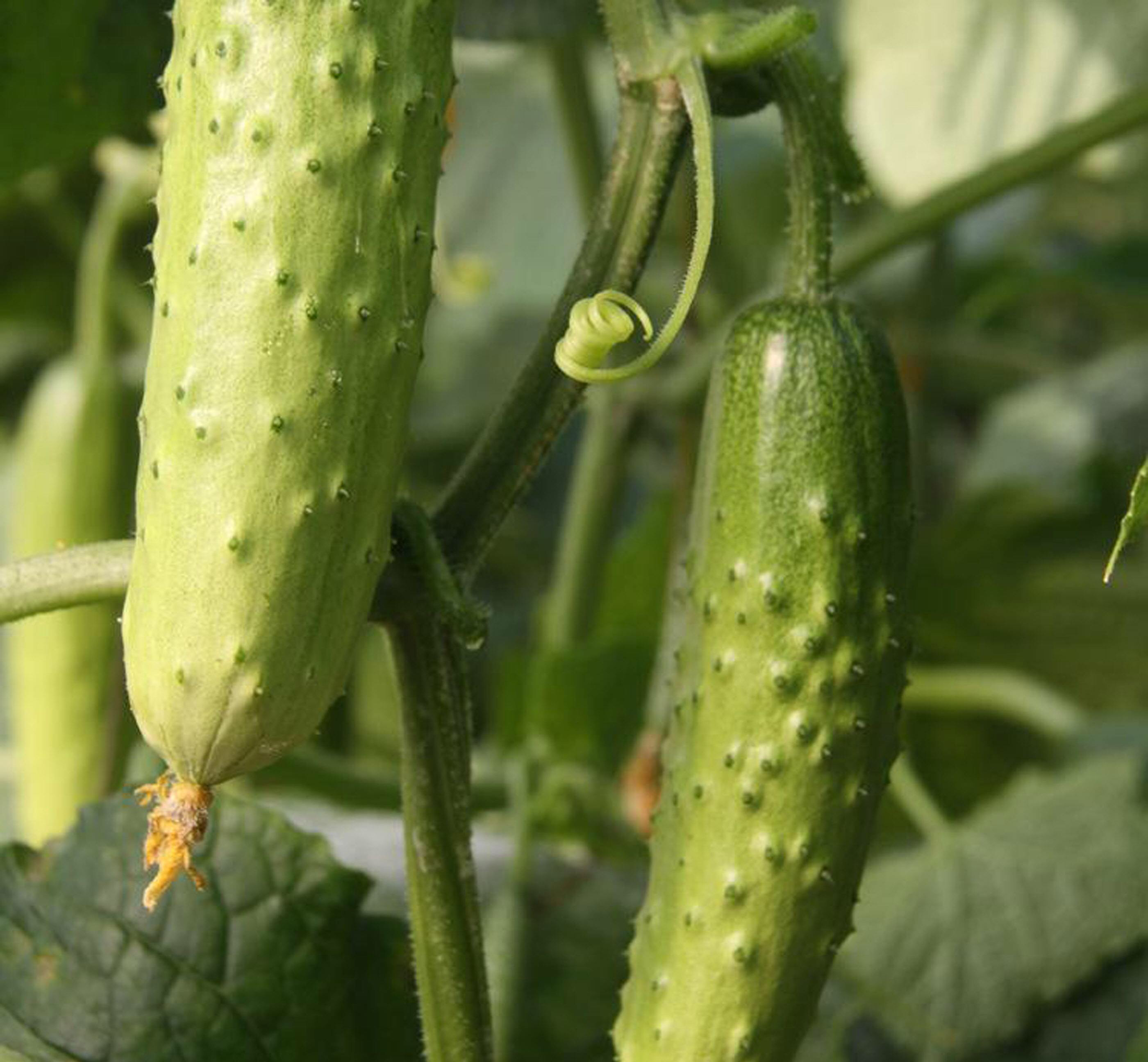 旱黄瓜植株在干燥土壤中生长的实景图