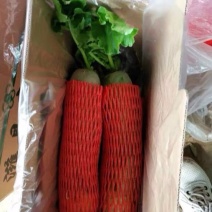 潍县青萝卜