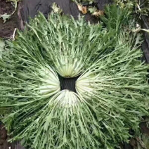 苦菊