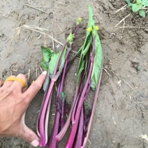 红菜苔