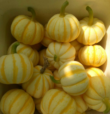 [南瓜批发]太阳瓜,桔瓜价格2.50元/斤 - 一亩田