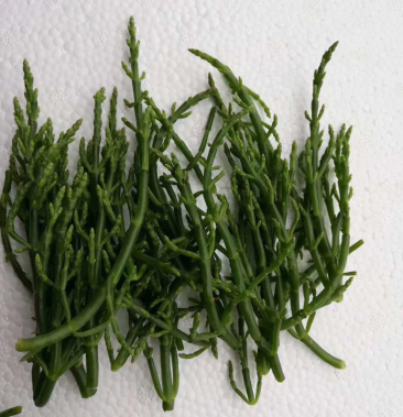 [海虫草批发]海芦笋价格10.00元/斤 - 一亩田