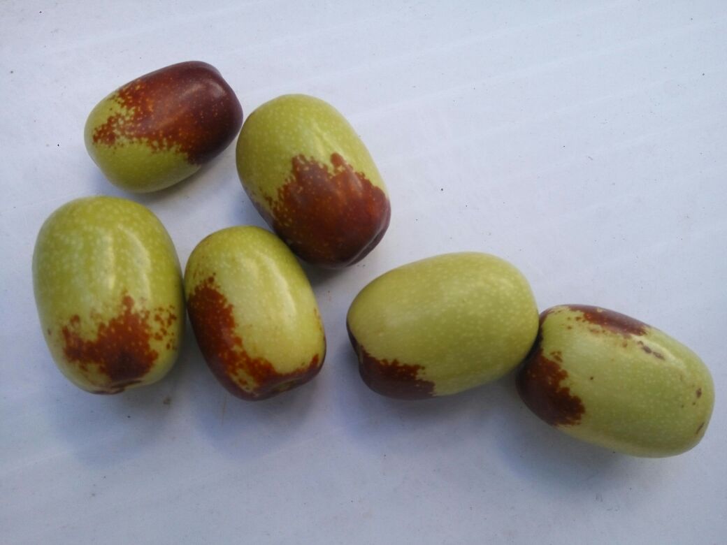 一颗完整的脆枣正面特写,呈深红褐色,表面带有自然纵向皱褶和轻微龟裂纹理,边缘圆润,整体保持完整椭圆形,背景为浅色木质桌面,突出其自然质感 脆枣特写照片