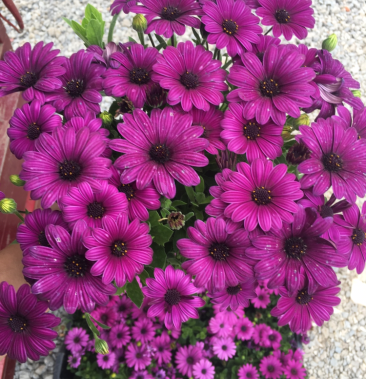 [菊花苗批发]南非菊价格2.00元/个 - 一亩田