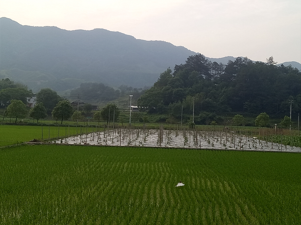 图中展示一片丝瓜田,田边种植迷迭香和薰衣草,农户正在使用精油喷雾进行驱蜂处理,环境整洁有序 丝瓜田间管理与防蜂措施实景图