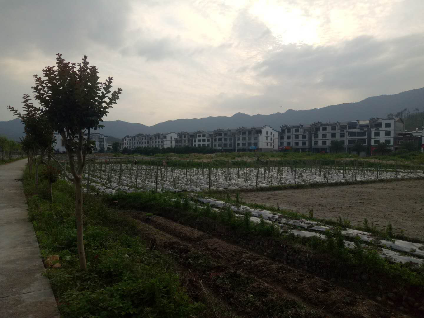 丝瓜种植田间管理场景