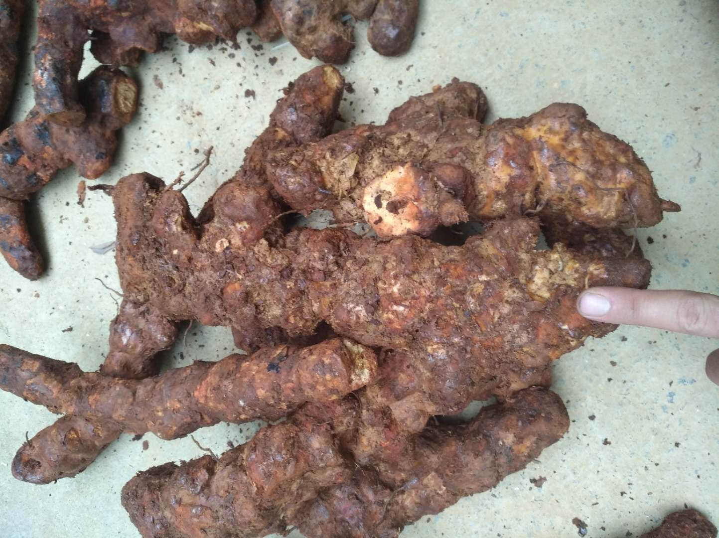 青花瓷圆形药罐中盛放金线莲与宁夏枸杞混合药材:金线莲呈紫褐色细段(长约1.5cm,茎节明显,叶脉金线在光线下泛金属光泽);宁夏枸杞呈深红色椭圆果粒(直径约6mm,果蒂残留清晰,表面覆盖薄层天然果蜡白霜);罐旁置不锈钢药匙与玻璃量杯(刻度清晰),背景为木质中药柜局部,标签可见'闽产金线莲''中宁枸杞'手写字样 金线莲与宁夏枸杞在传统青花瓷药罐中配伍场景