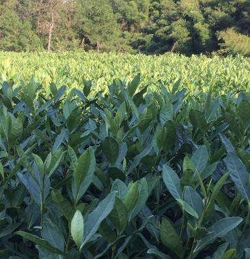 龙井43茶苗,龙井茶苗,绿茶苗