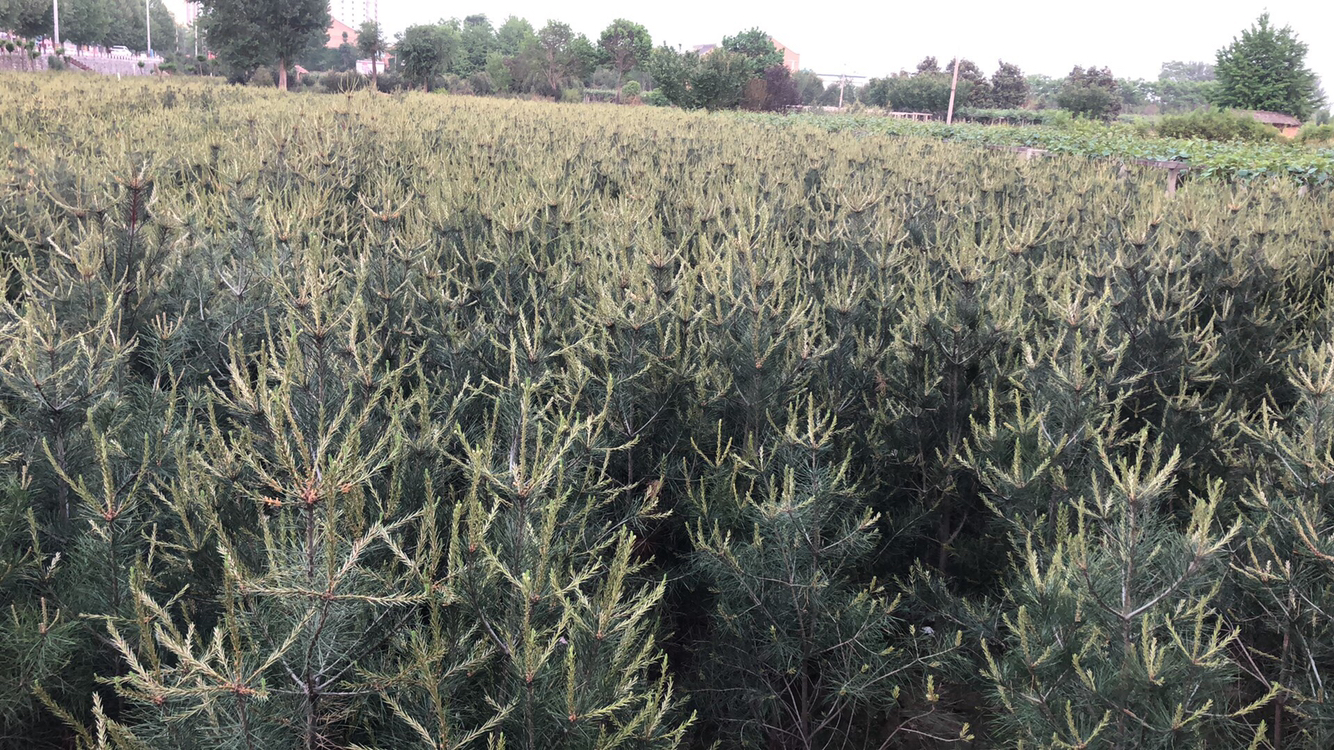 白皮松成片种植基地航拍图