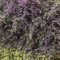 云南昆明基地直发红水晶草、鲜花批发