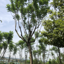 15公分以上全精品蓝花楹