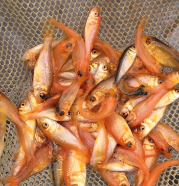 红鲤鱼苗生长速度快基地直供一手货源大量现货批发