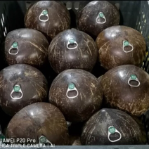 烈日易拉环椰皇椰子老椰子品质保证全国发货