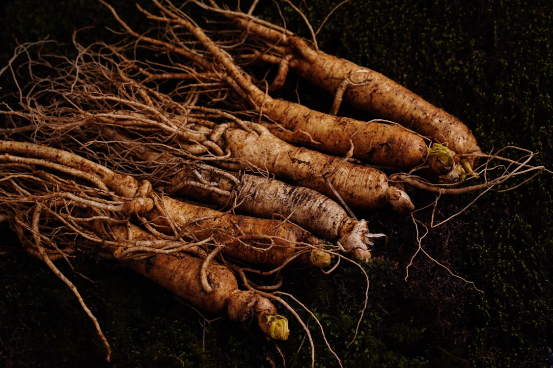 人工翻晒鲜人参特写