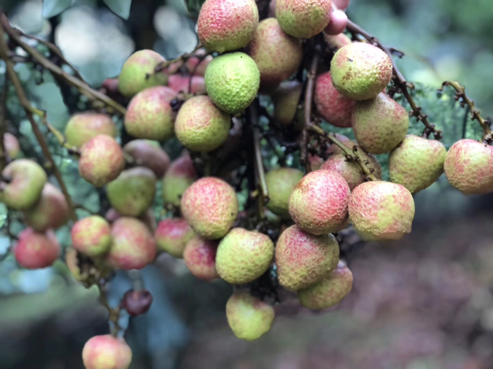 早熟荔枝品种田间生长对比
