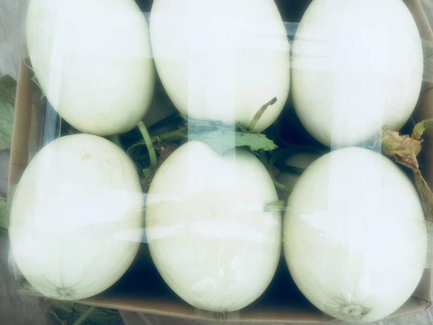 玉菇甜瓜特写