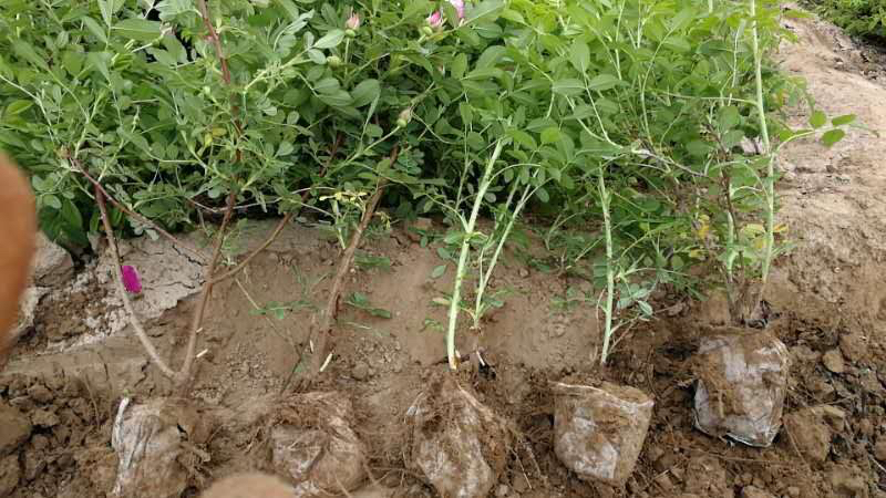 温室内的标准扦插苗床,摆放整齐的穴盘中插有四季玫瑰嫩枝,上方安装微喷系统正在运行,背景可见温湿度监测仪显示当前环境数据:温度25.3℃,湿度82% 四季玫瑰扦插苗床管理场景