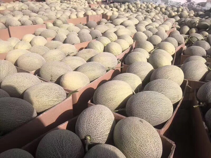 一张组合式场景图:左侧为印有‘西州哈蜜瓜’品牌的精美礼盒打开状态,内含两颗完整瓜;右侧为线上销售界面截图(显示京东/抖音店铺页面),下方摆放快递打包中的纸箱,整体体现从生产到消费终端的全链路销售场景 西州哈蜜瓜礼盒与销售渠道展示