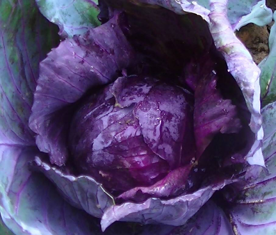 紫甘蓝特写照片