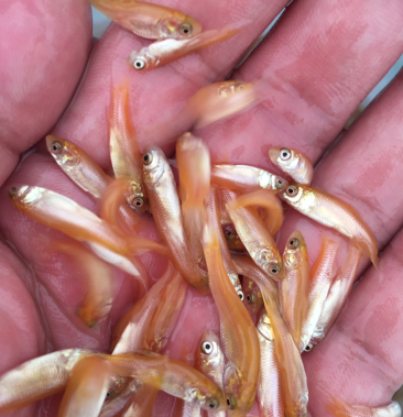 俄罗斯金草鱼苗,黄金草鱼苗,基地直供,一手货源