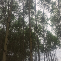 桉树