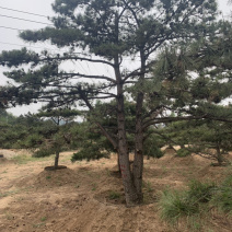 造型松