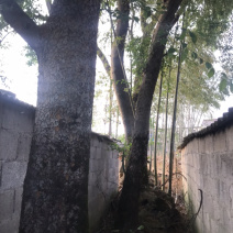 老院的铁榔榆树，价格优惠，先到先得