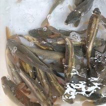 正宗清水鲤鱼