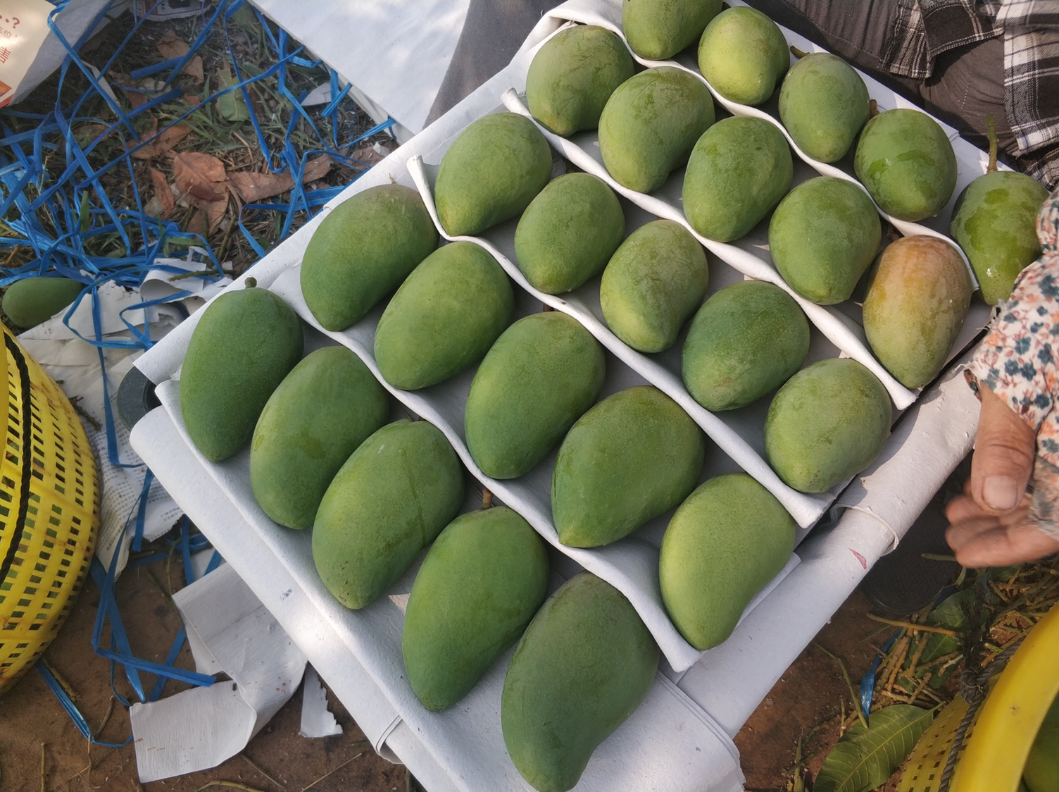 小台芒特写图片