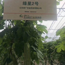 绿星f1和绿星2号杂交苦瓜苗