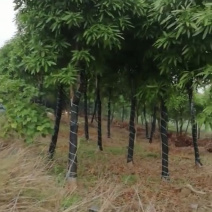 大量供应优质扁桃绿化苗，40年技术保证。